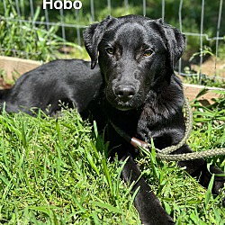 Thumbnail photo of Hobo #1