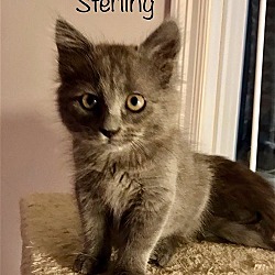 Photo of Sterling FI C2024 in MS