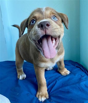 Palo Alto, Ca - Basenji Australian Shepherd. Meet Garden: Azalea A Pet 