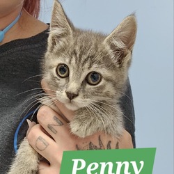 Thumbnail photo of Penny #3