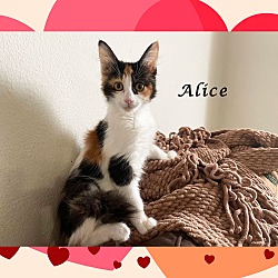 Thumbnail photo of BABY ALICE #2