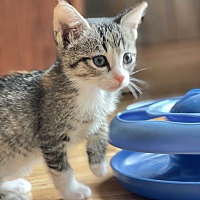 adopt a pet