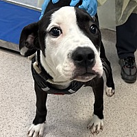 adopt a pet