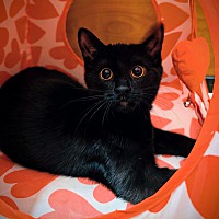 adopt-pet