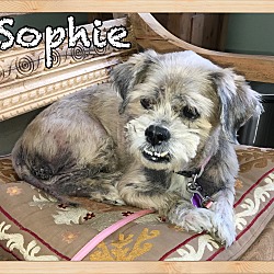 Thumbnail photo of Sophie (deceased) #3