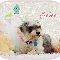 Thumbnail photo of Eevee-pending adoption #2