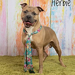 Thumbnail photo of HERBIE #1