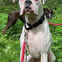 Photo of Boxer *Foster Needed*