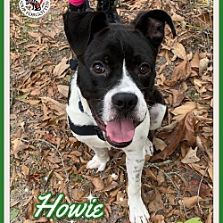 Thumbnail photo of Howie #3