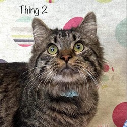 Photo of Thing2