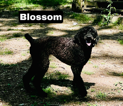 Thumbnail photo of Blossom #2