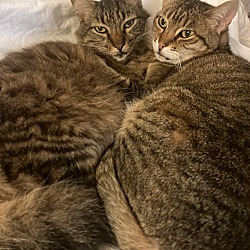 Photo of Marcus & Lady Cat