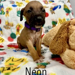 Thumbnail photo of Neon #3