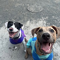 adopt a pet