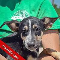 adopt a pet