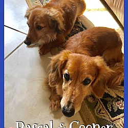 Photo of Cooper and Rascal