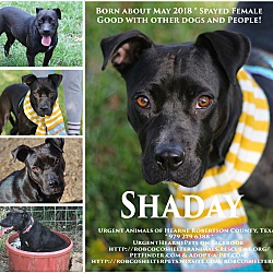 Thumbnail photo of Shaday #1