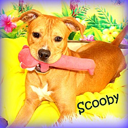 Thumbnail photo of Scooby~adopted! #2