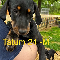 Thumbnail photo of Tatum 24 #3