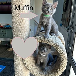 Thumbnail photo of Muffin and Thumper #2