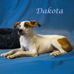 Thumbnail photo of Dakota D24-112 #3