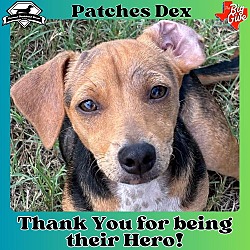 Thumbnail photo of Patches Dex #1