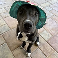 adopt a pet