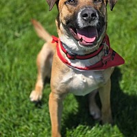 adopt a pet