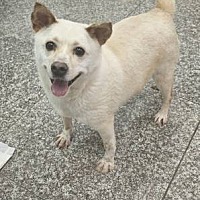 adopt-pet