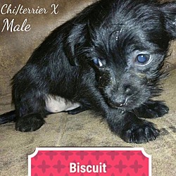 Thumbnail photo of Biscuit #2