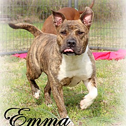 Thumbnail photo of Emma ~ adopted! #2
