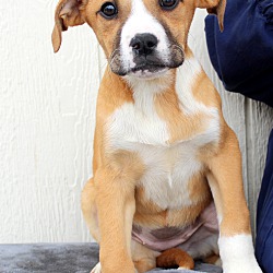 Thumbnail photo of Findie~adopted! #3