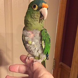 Photo of Kiwi