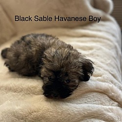 Photo of Bear-Black/Sable Havanese
