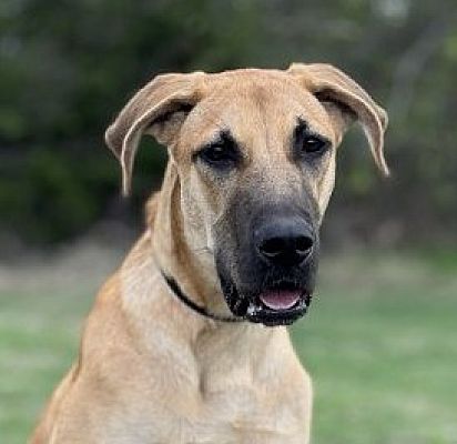 Great dane black hot sale mouth cur mix