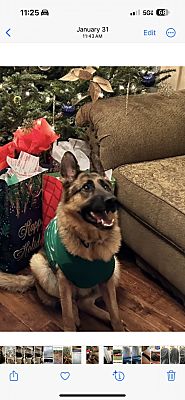 Asheville, NC - German Shepherd Dog. Meet Nebbie a Pet for Adoption ...