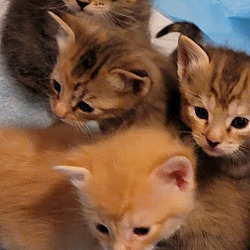 Photo of Kittens-Avail. June