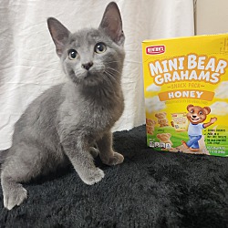 Thumbnail photo of Teddy Grahams #2