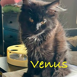 Photo of Venus