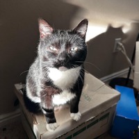 adopt a pet