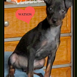Thumbnail photo of Watson #1