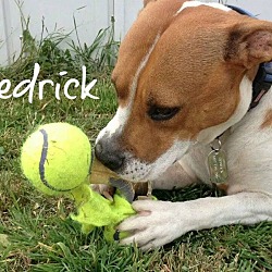 Thumbnail photo of Sedrick (Courtesy Listing) #1