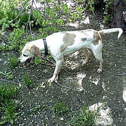 bonded pet photo