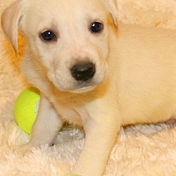 Thumbnail photo of CHARLES(GORGEOUS LAB PUPPY!! #3