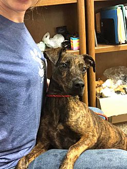 Adopt A Pet Petsmart Charities