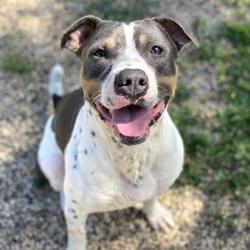 Puppies For Sale In Fort Dodge Iowa Adoptapet Com