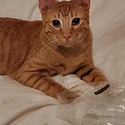 Thumbnail photo of Mango #1