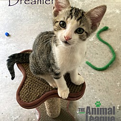 Thumbnail photo of Dreamer #3