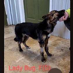 Thumbnail photo of Lady Bug #3