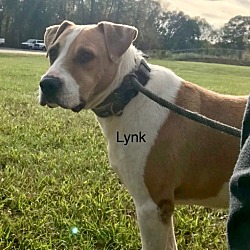Thumbnail photo of Lynk #1